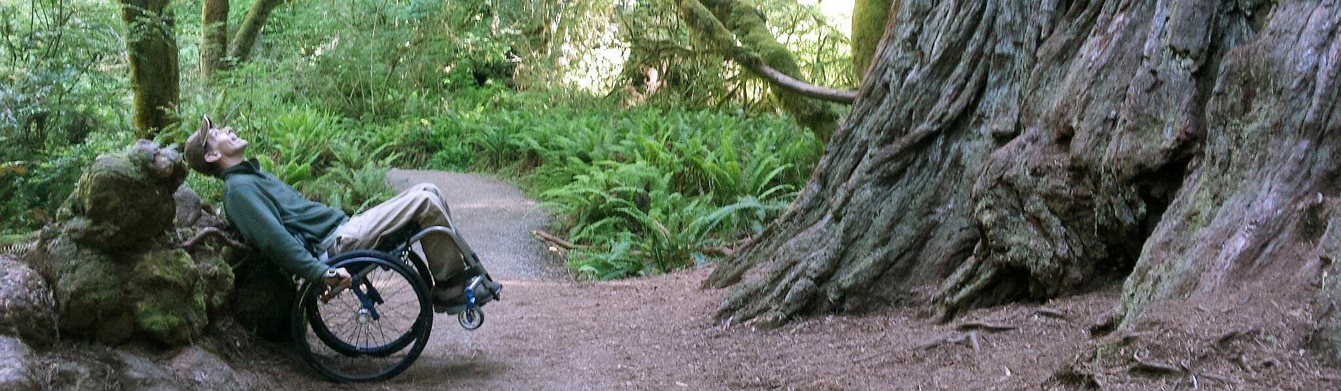 Man in wheelchair viewing redwood tree